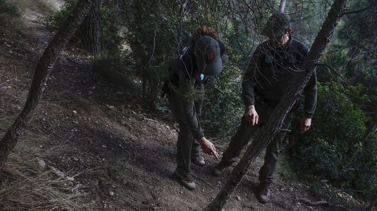 Detectan por primera vez dos casos de jabalíes con peste porcina fuera de la zona cero
