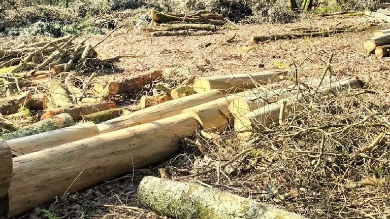 Amigas da Terra denunció esta semana una tala en el castro de Sarro.