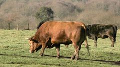 Vacas de carne de raza rubia galega pastan en un prado del concello de Curtis