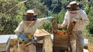 Los apicultores María Lorenzo e Israel Ferrero trabajando en sus colmenas en Seceda (O Courel)