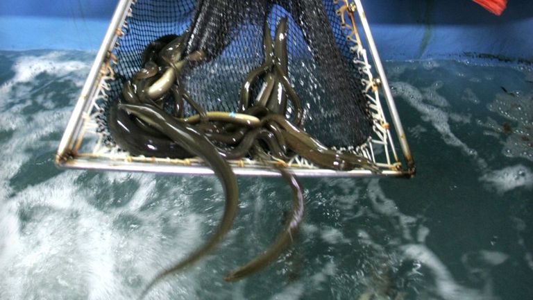 La UE cree que prohibir pescar anguila no basta para recuperarla