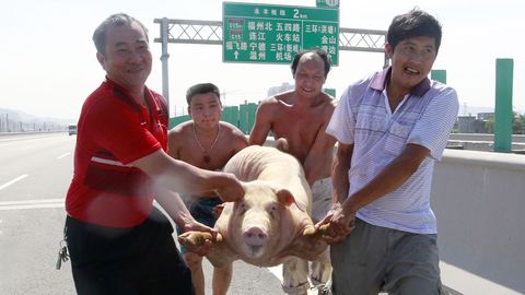 Cuatro hombres trasladan un cerdo en la provincia de Fujian
