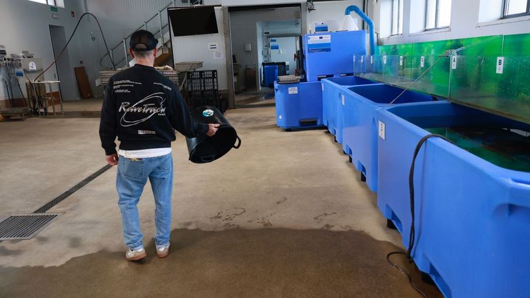 Una caída en picado de las capturas deja sin recursos a la ría de Ferrol en crisis