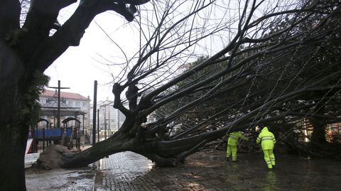 Operarios del servicio de jardines trabajando en la tala y retirada del árbol caído en el Cantón,  Ferrol, junto al parque infantil.