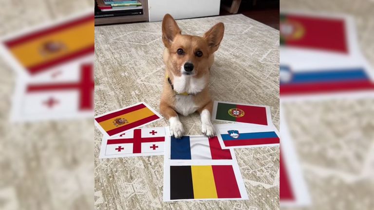 Steph Furry, el perro corgi que emula al pulpo Paul en lo que a predicción de resultados futbolísticos de refiere