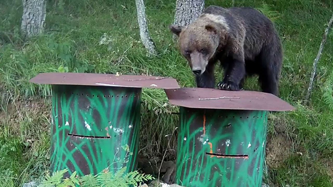 Un oso trata de abrir una colmena en busca de miel