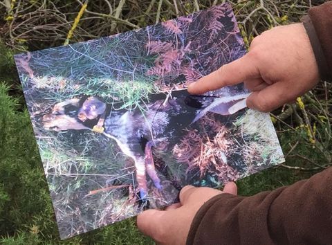 Jos Antonio muestra una foto de su perro en el lugar donde lo mat el lobo. 