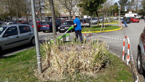 Los plumachos también crecen en las zonas ajardinadas del entorno del hospital comarcal de Monforte