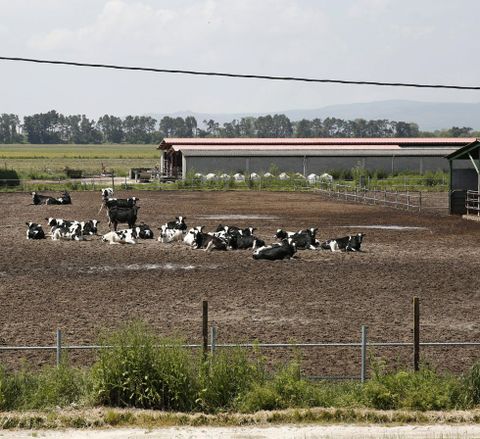 En Xinzo sobrevive una de las ms grandes. En la granja Antelana, muy visible junto a la salida de Xinzo en la A-52, hay unos 600 animales y 300 estn dedicados al ordeo. 