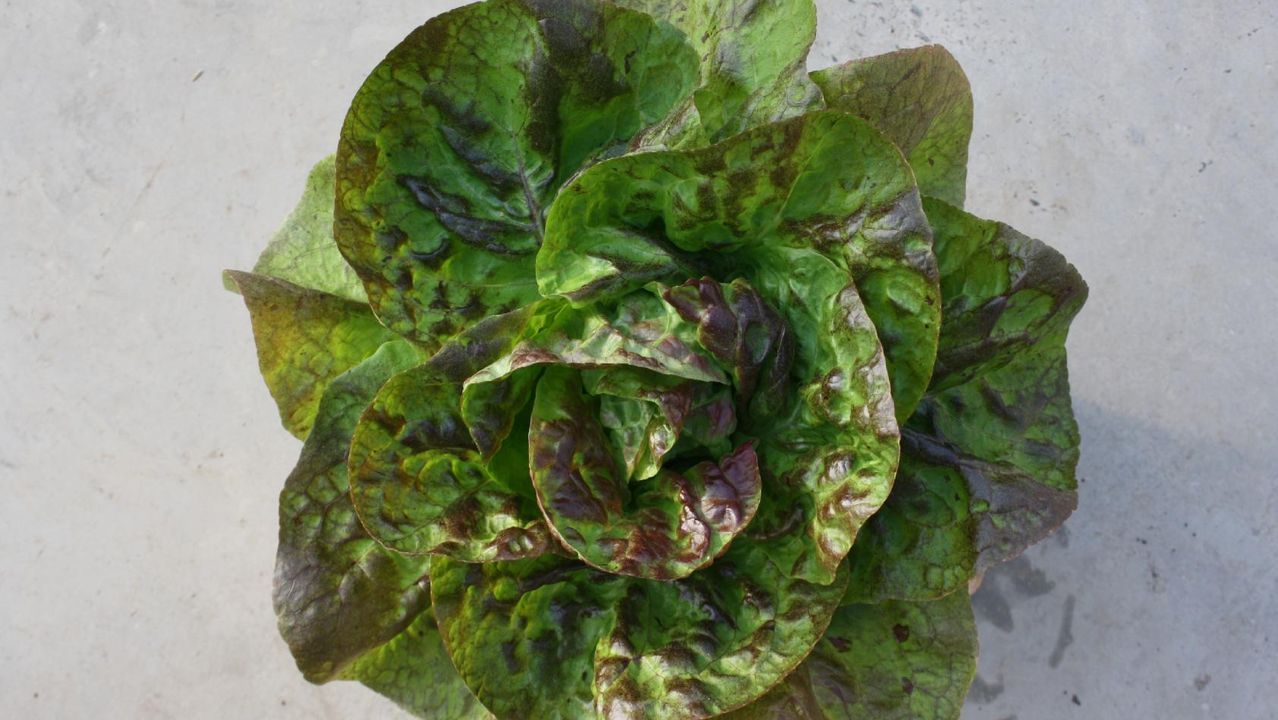 La nueva tienda de Zara Home, en im&aacute;genes.La lechuga Mi&ntilde;o es una de las que est&aacute; pendiente de entrar en el registro