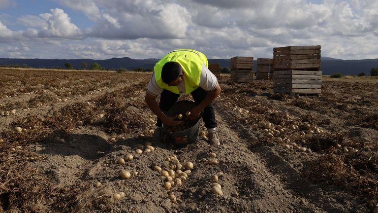 Patata, manzana y kiwi lideran el salto de la huerta gallega a la red de mercados