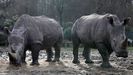 El rinocerente abatido vivía con otros dos ejemplares en el zoológico de Thoiry