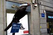 El loro Ravachol apareci� amordazado contra la nueva ley