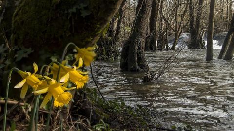 En las orillas del río es fácil ver ejemplares de narciso acampanado (Narcissus bulbocodium)
