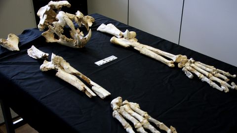 Piezas del esqueleto del león del Paleolítico descubierto en Llanes