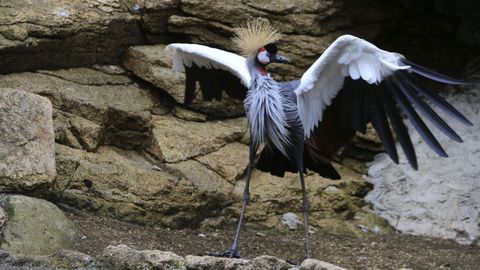 Las grullas coronadas son un auténtico espectáculo para la vista.