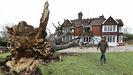 Un roble de 400 años tumbado por el viento en Essex.