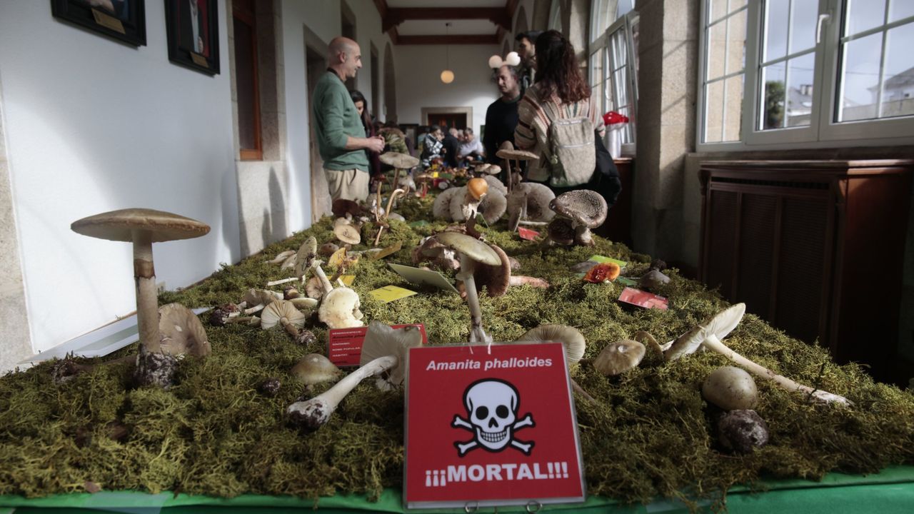 Exposicin de setas el ao pasado en Lugo