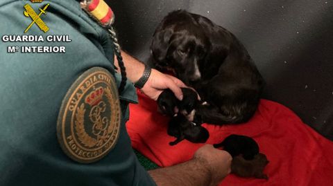 Rescate de seis cachorros que aparecieron en un contenedor de basura en Sanxenxo