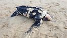 Una tortuga lad en la playa de Xag
