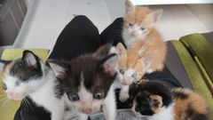 Una camada de gatos rescatada el pasado da 8 en Carballo recibe los cuidados de O Legado de Max