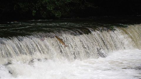 Tras hacerse adulto en el mar, un salmón remonta un río gallego donde ha nacido para desovar (foto de archivo)