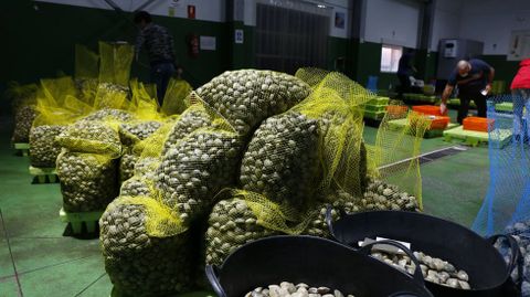 Un día de subasta en la lonja de Campelo, donde venden las mariscadoras de Raxó cuando pueden faenar