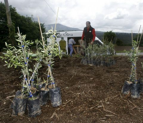 Plantación de olivos en la parroquia de Setecoros, similar a la que se hará en Pontevedra. 