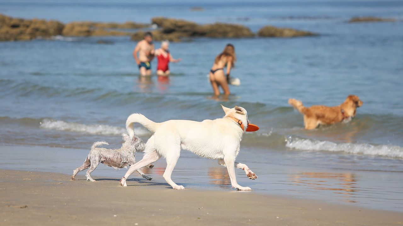 Playa canina de Calzoa