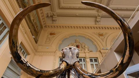 El esqueleto de un mamut en un museo de Francia.