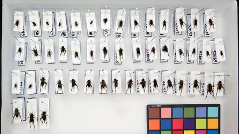 Algunos de los grillos donados para la colección del Centro de Investigacións Forestais de Lourizán