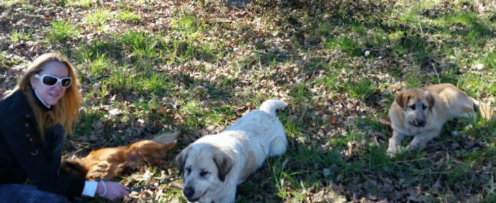Los perros abandonados con una de las personas que los recogi� el pasado viernes. 