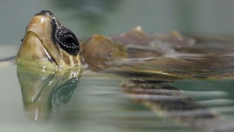 Una tortuga marina asoma la cabeza en un acuario francs 