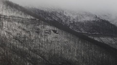 El blanco de la nieve se mezcla estos días con el negro del incendio que este verano quemó la mitad de la Serra do Courel. En la foto, una plantación de pinos carbonizada cerca de la aldea de Vilar (Folgoso do Courel)
