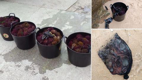La operación permitió intervenir 65 kilos de erizo, en veda biológica, 20 kilos de pulpo y los equipos de buceo de dos furtivos reincidentes de O Portiño