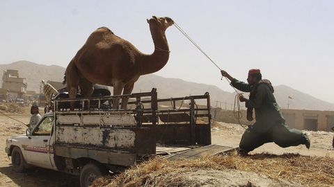 Un vendedor transporta un dromedario en Pakistn