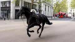 Dos caballos corren desbocados por las calles de Londres