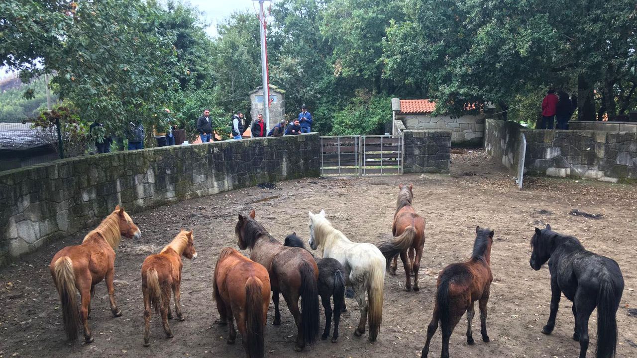 La casa verde rural de Santa Maria.Mago de Oz ofrecer un concierto en Vigo.