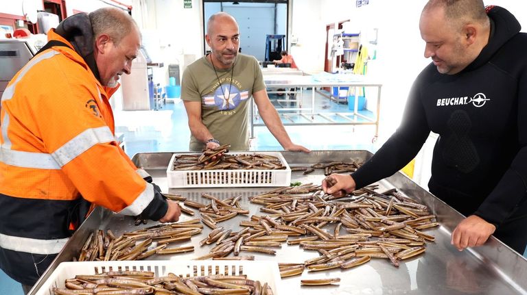 Las navajas en conserva de las islas Cíes son las mejores