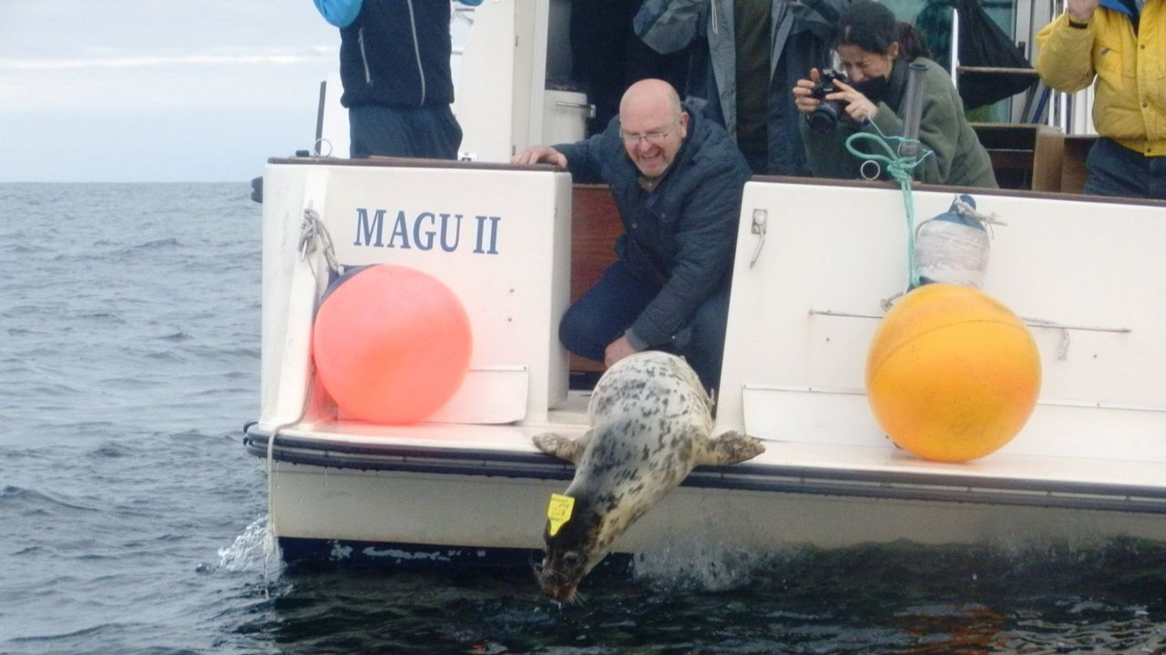 Luis Laria en una suelta hace a&ntilde;os de focas en alta mar que hab&iacute;an sido rescatadas y recuperadas por Cepesma