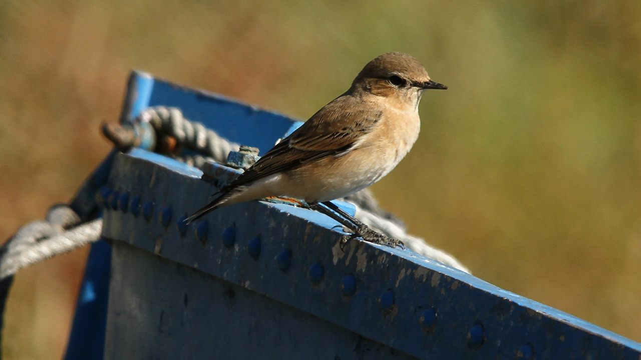 Abre el primer observatorio de aves de la Ribeira Sacra
