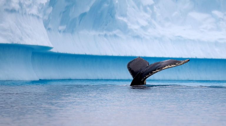 Un hallazgo clave sobre el mar austral