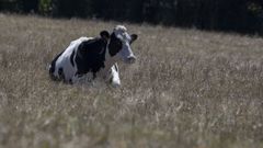 Imagen de archivo de una vaca frisona en un prado