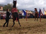 Los caballos de pura raza Galega copan la atenci�n