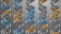Representación de cadenas de ADN