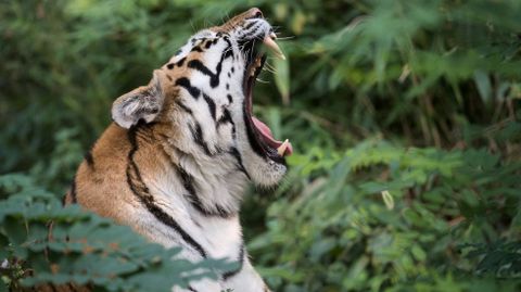El bostezo de un tigre en un zoo de Alemania. 