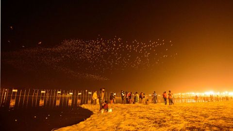 Varios devotos caminan sobre la orilla de un ro indio mientras centenares de pjaros vuelan sobre ellos en un festival anual.