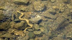 La culebra viperina se mueve cmodamente en el agua, como en este ro del interior de Galicia