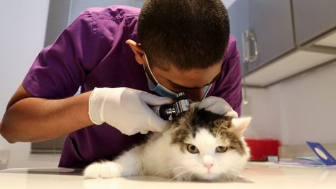 En Riad, un veterinario revisa un gato usando mascarilla