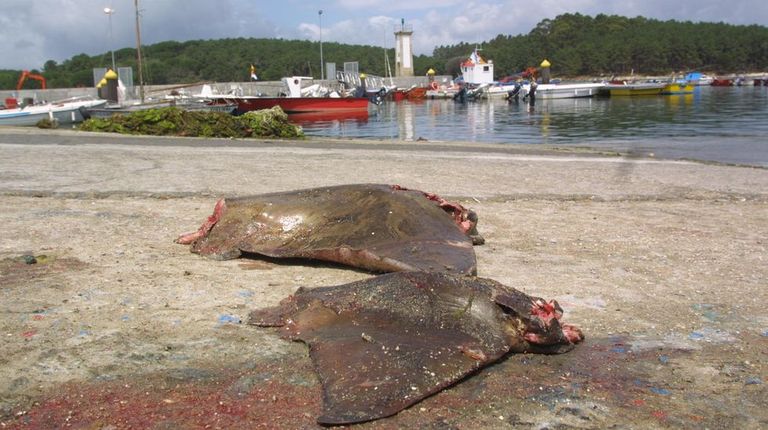 Mar prevé autorizar la pesca de ouxas en verano para preservar la almeja